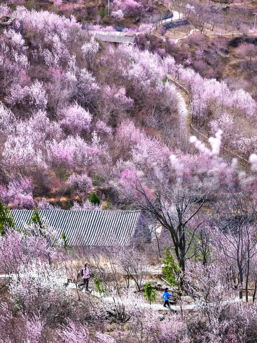 3.20❗️北京蕞适宜全家小众赏花路线宠物友好