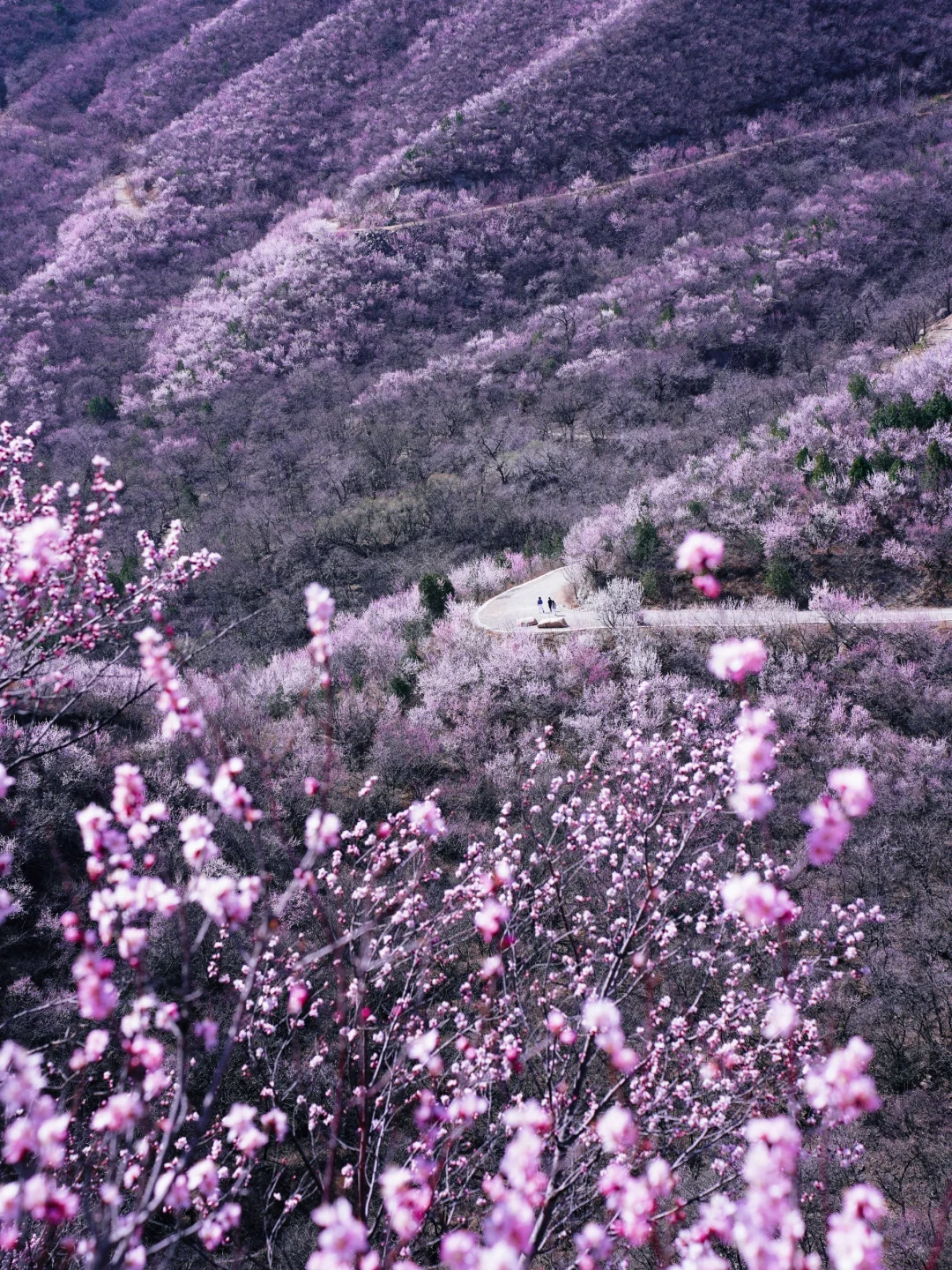 3.20实拍‼️封神级别的山花已盛放！快打卡