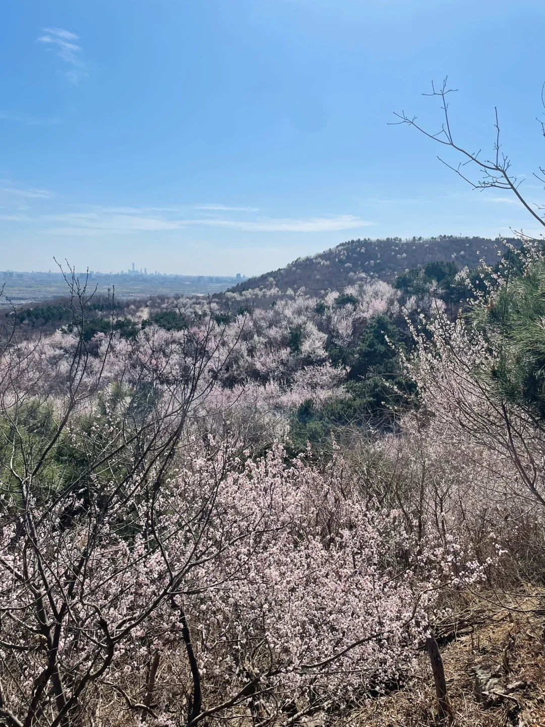 3.21百望山实况🌸 附4条赏花路线✅