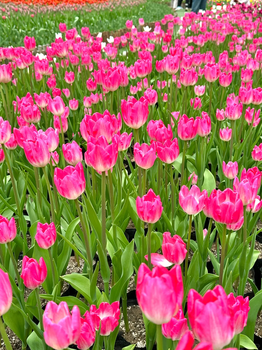 🌷在莫奈花园里