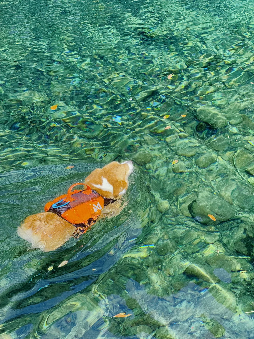 桐庐遛狗 | 芦梅线玩水