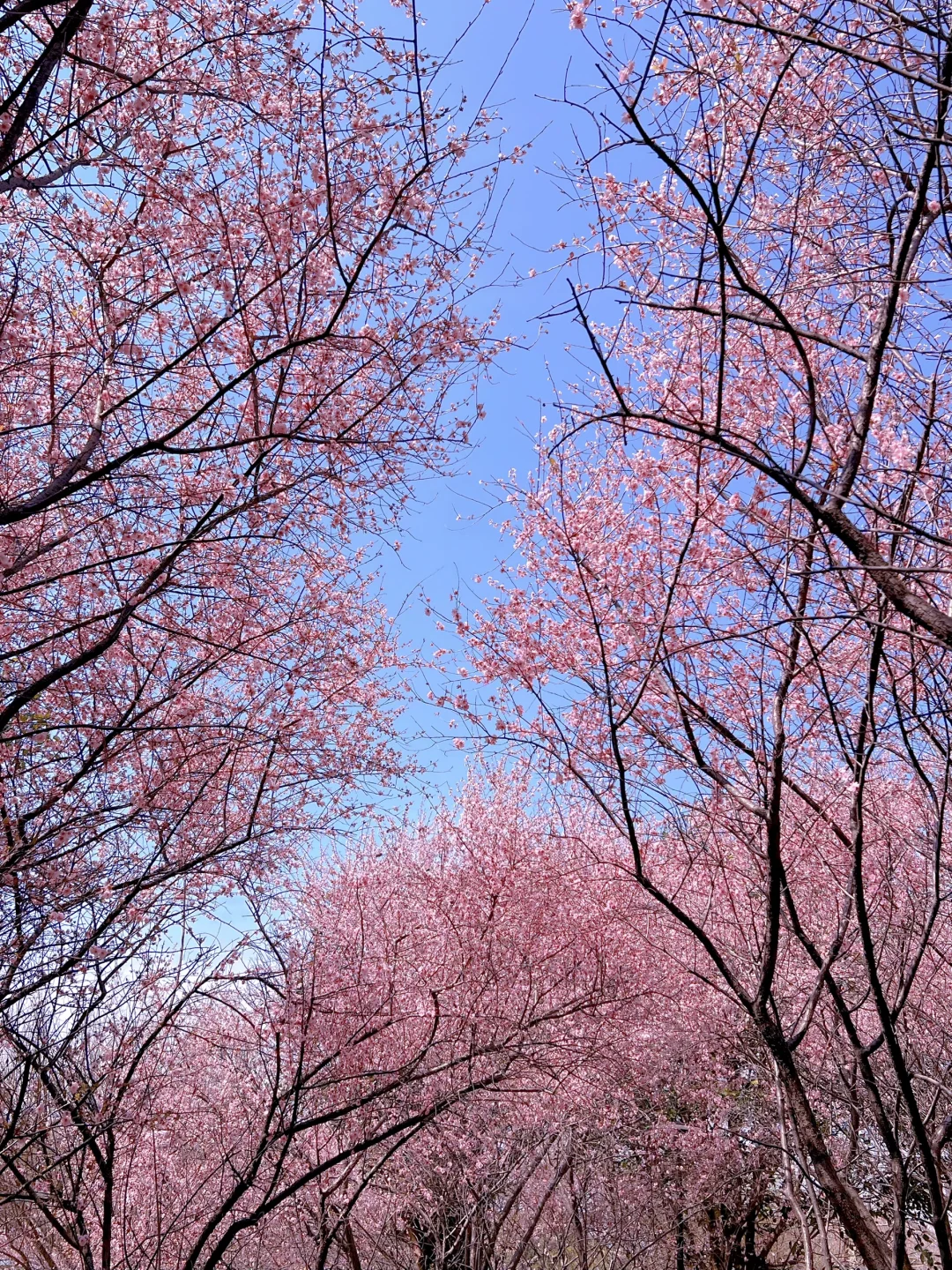 苏州石湖公园樱花盛开！
