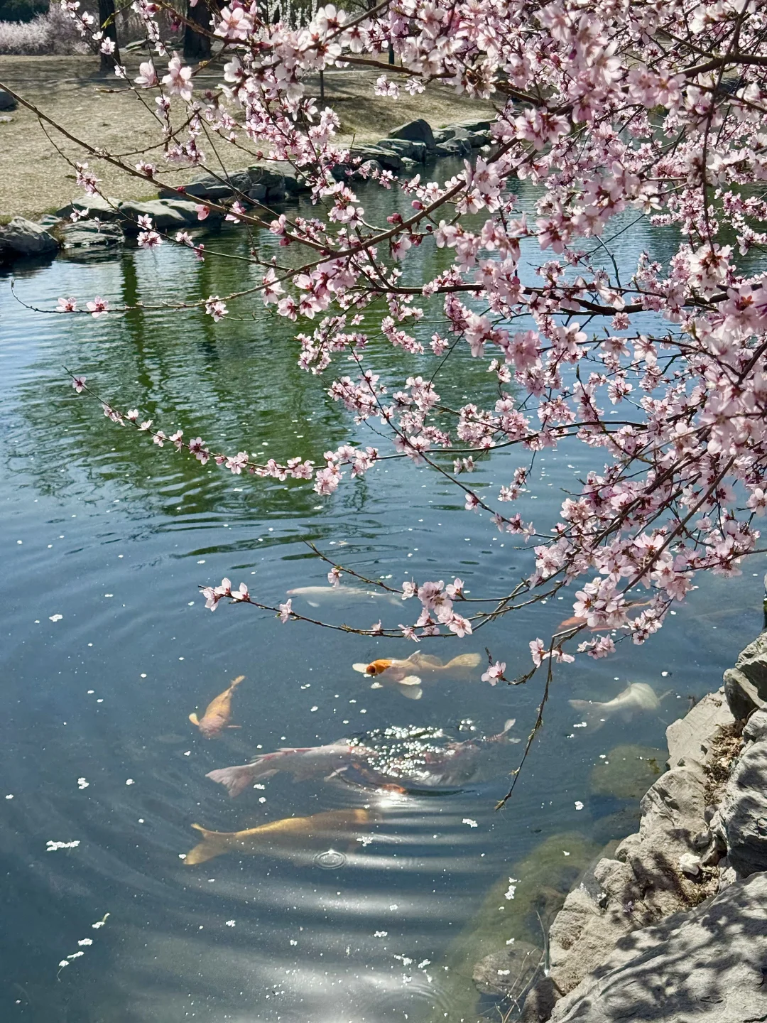拒绝市区人挤人🌸圆明园的锦鲤桃花溪太香了
