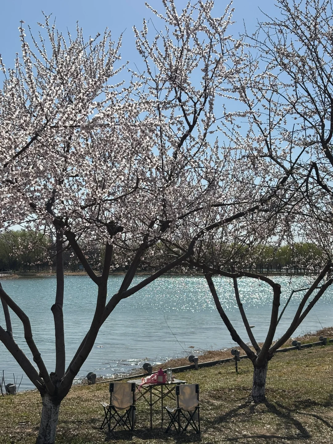 在正定 周四 一个人独享一整片河边春色