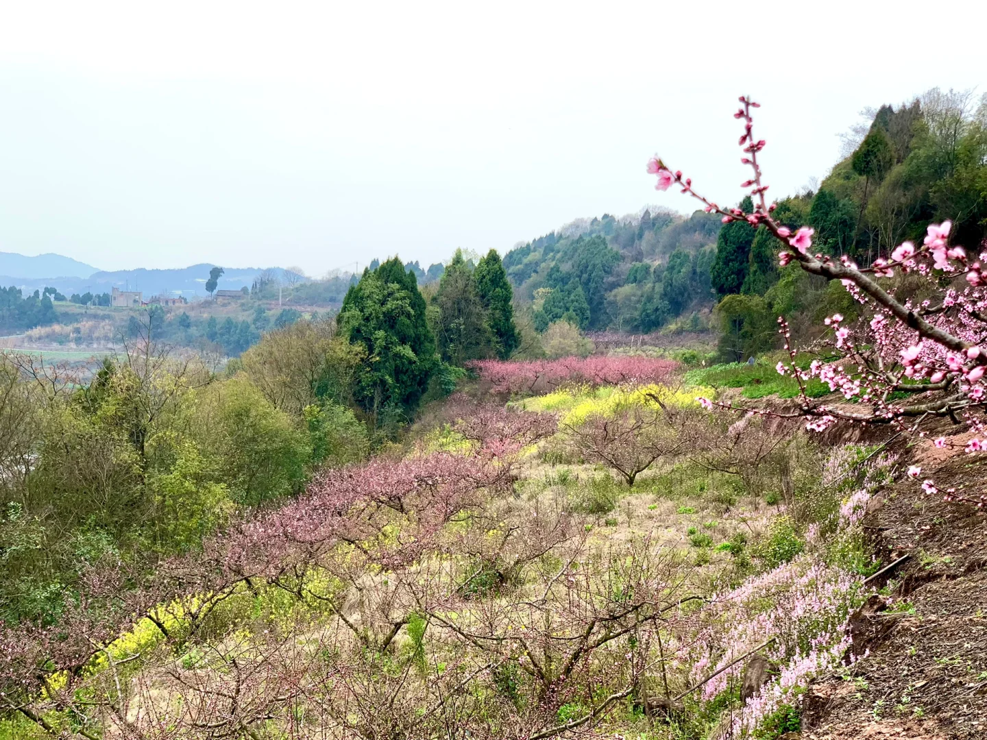 成都徒步|走入油画般的登山步道