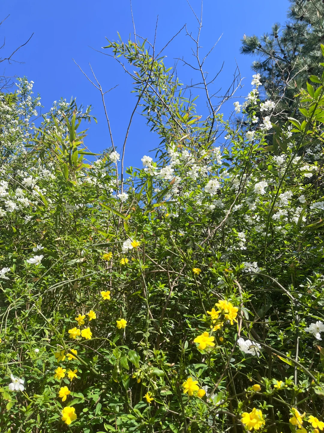 3.30 | 苏州小众踏春赏花景点‼️🤩