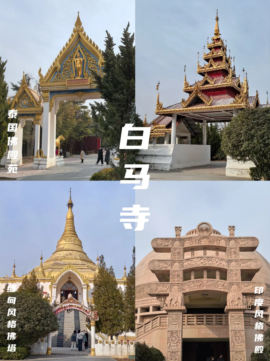 牡丹待放🌸｜洛阳还有这些地方穿越千年