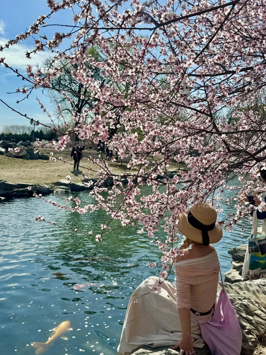 拒绝市区人挤人🌸圆明园的锦鲤桃花溪太香了