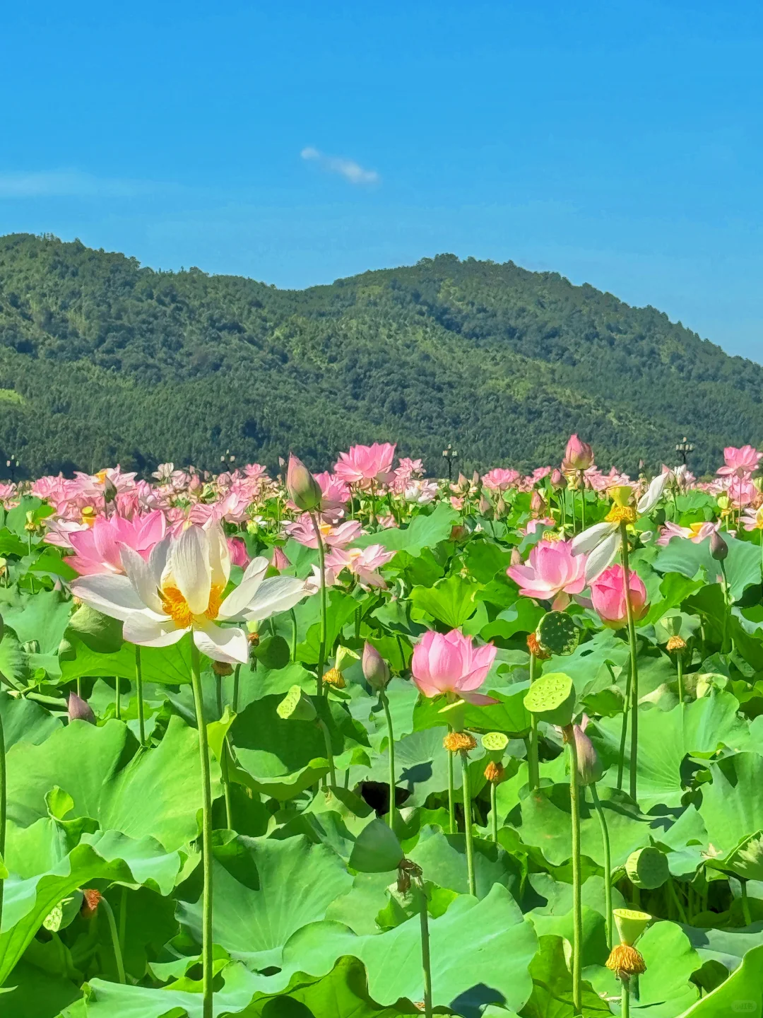 本以为西湖已经够美了，直到来了这里…………