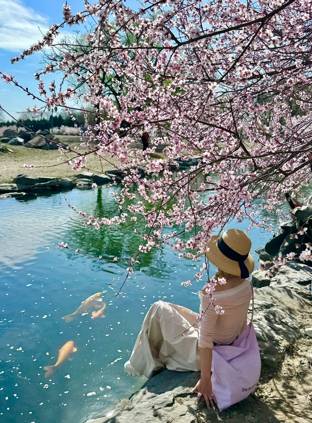 拒绝市区人挤人🌸圆明园的锦鲤桃花溪太香了