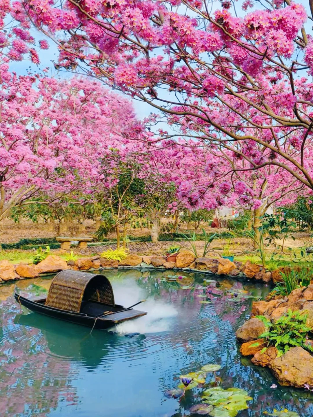 600亩紫花风铃盛开了🌸走进动漫里的花海