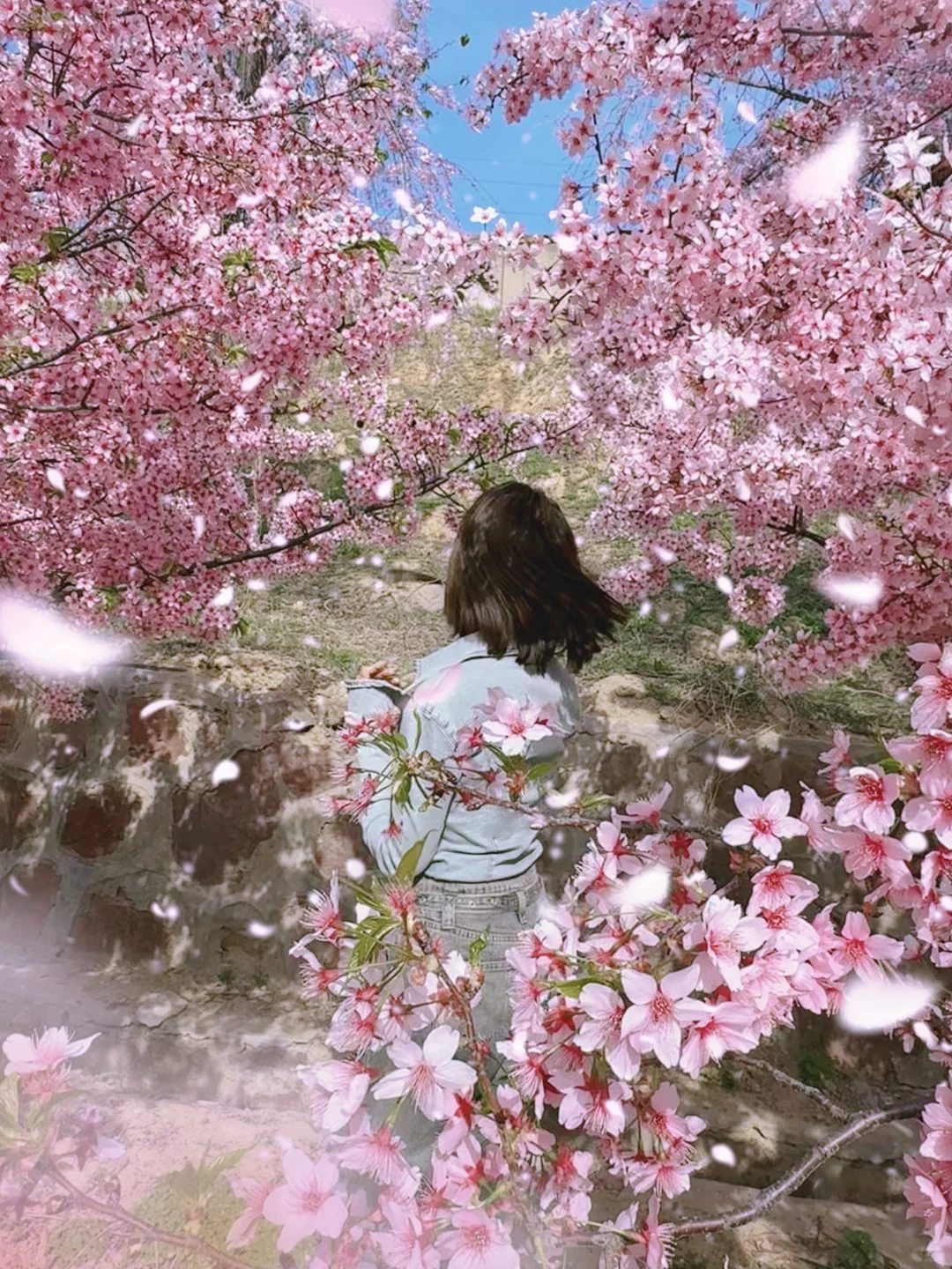 接下来的郑州将是一片樱花海🌸