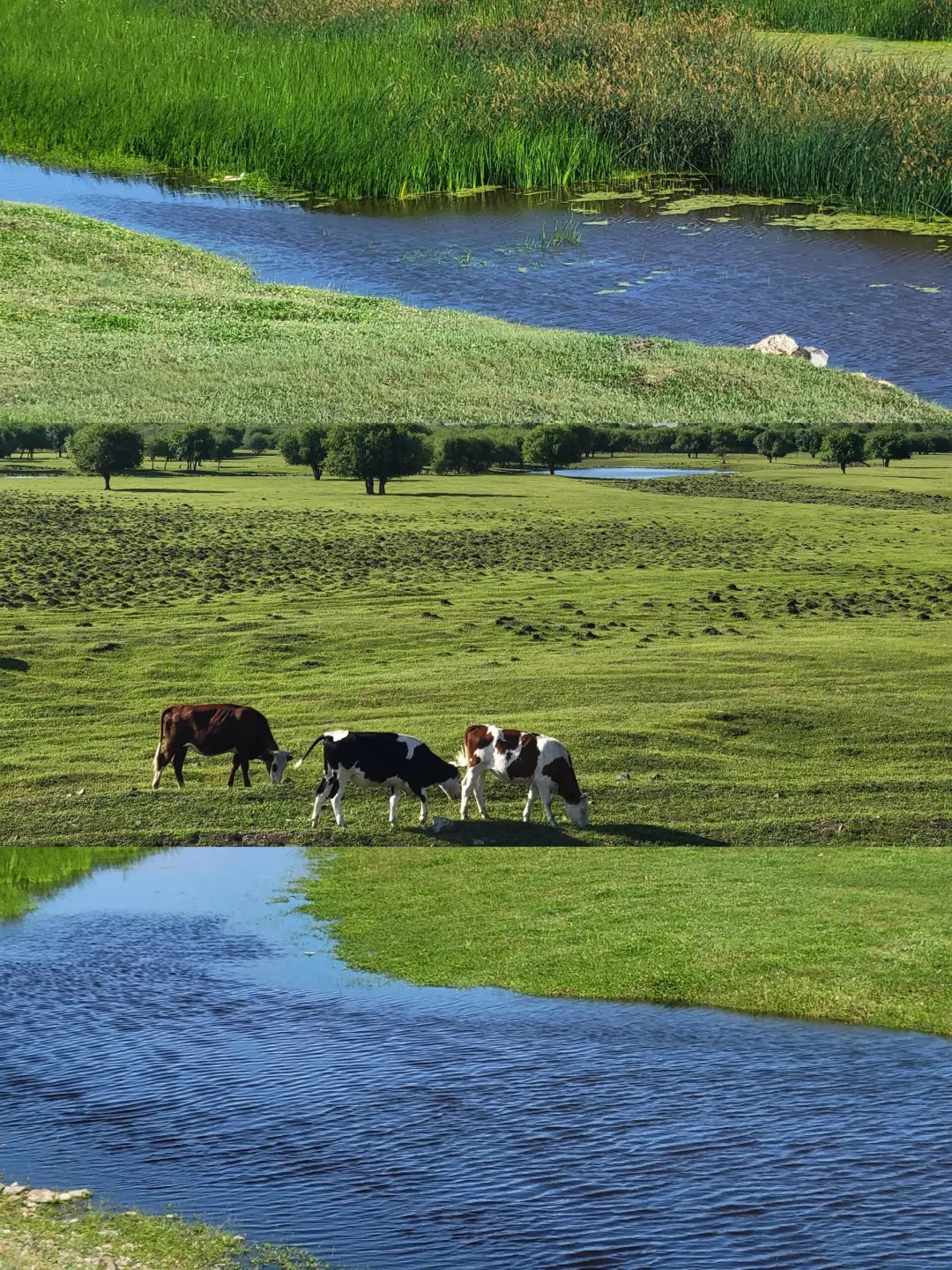内蒙古的夏天，是一场盛大的浪漫🌷