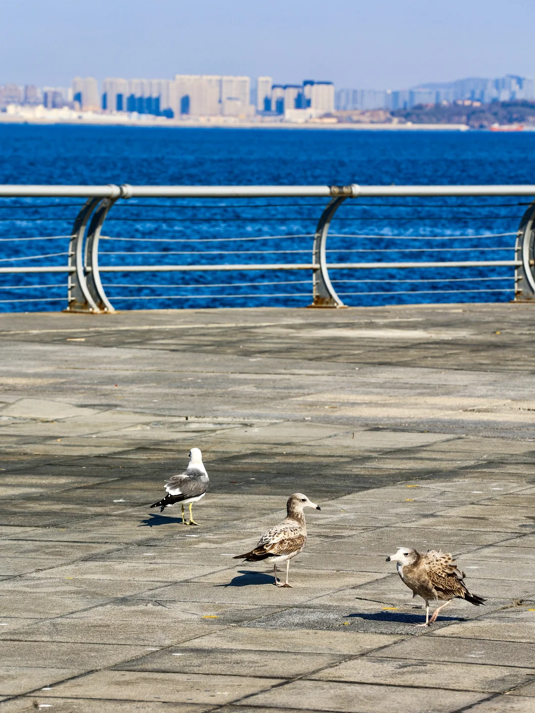 迄今为止，我最喜欢的海滨城市出现了！！！