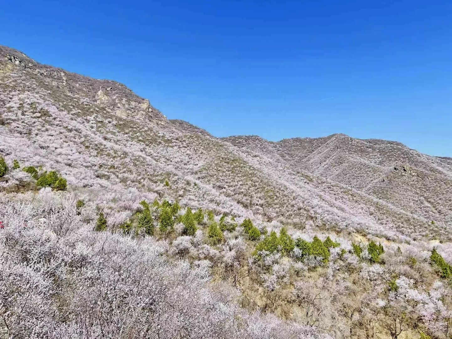 3月22日后花园，这山这花这人间值得❤️