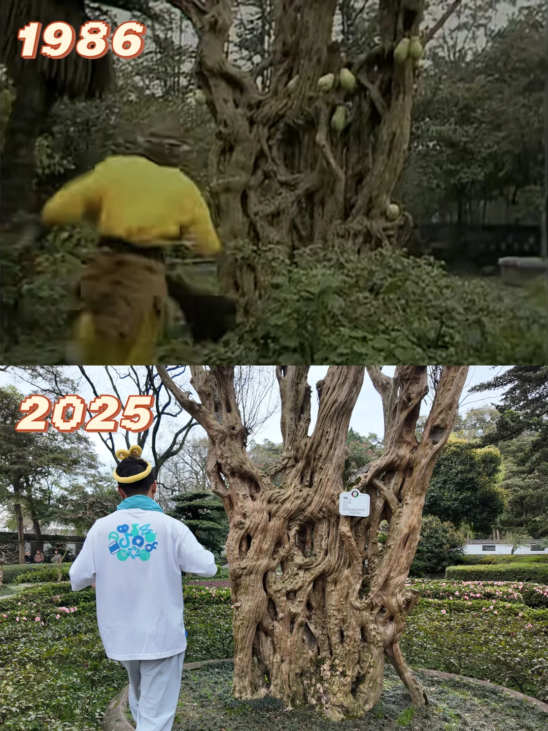 来都江堰只搞一件事👀