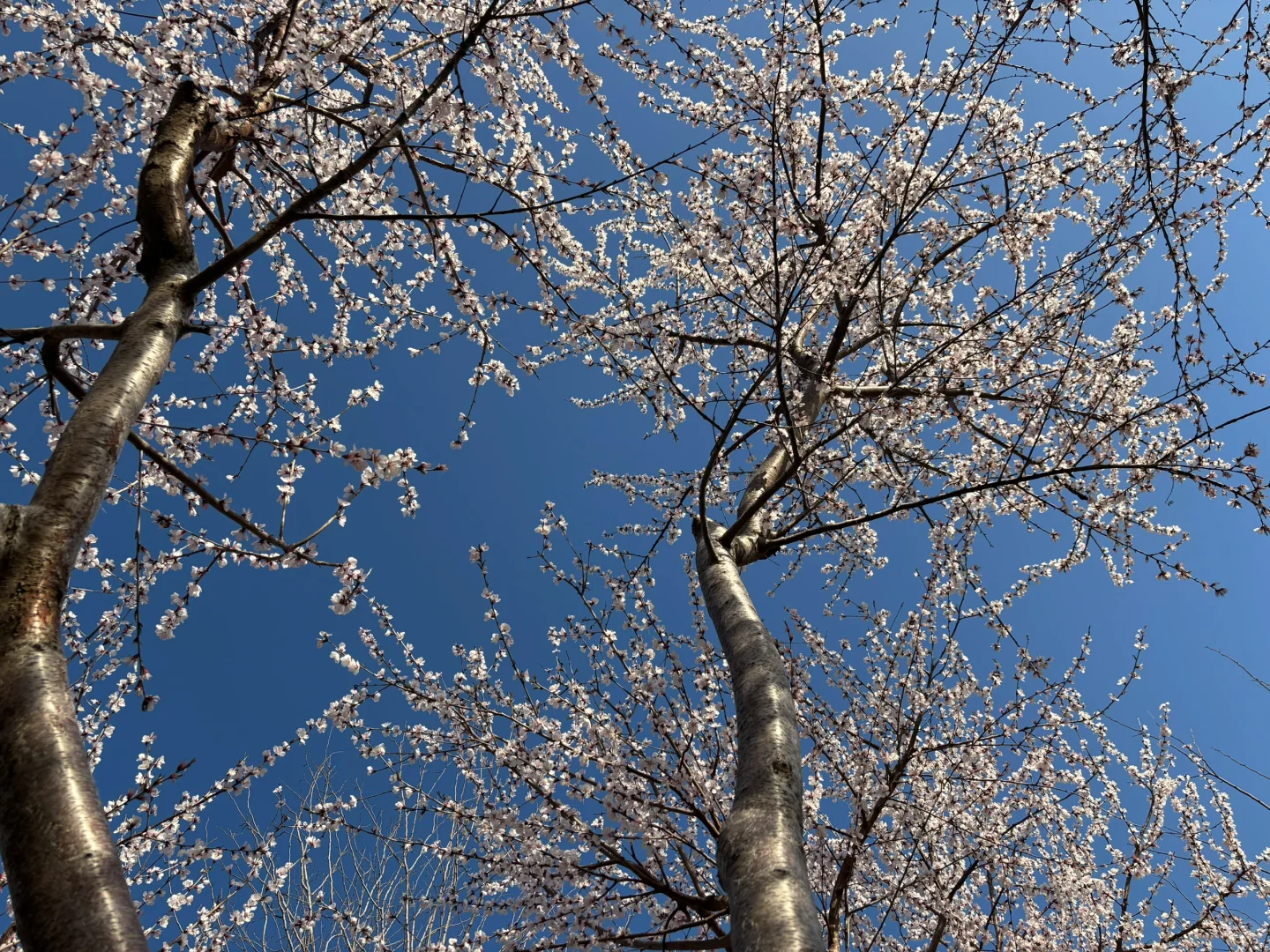 在正定 周四 一个人独享一整片河边春色