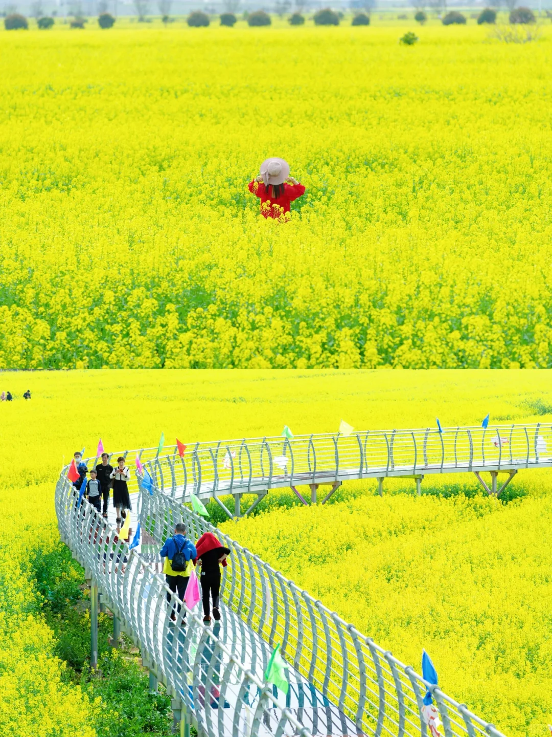 武汉油菜花海美爆了🌼本周六开园，送票❗️