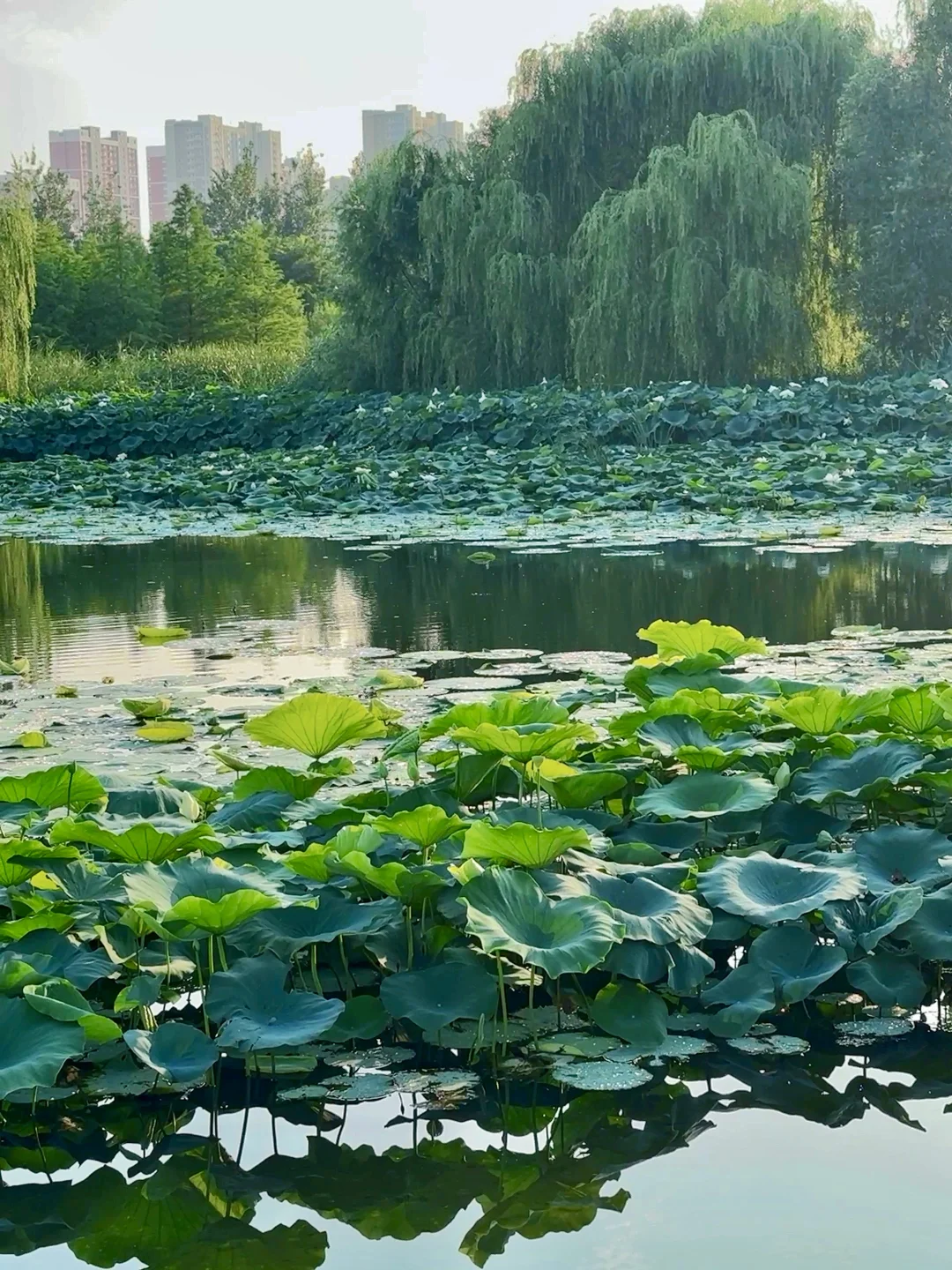 公园20分钟效应·邯郸植物园带来的松弛感🌲