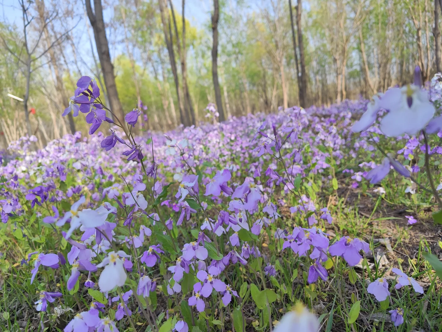 ✨邯郸👣免费露营遛娃的好地方