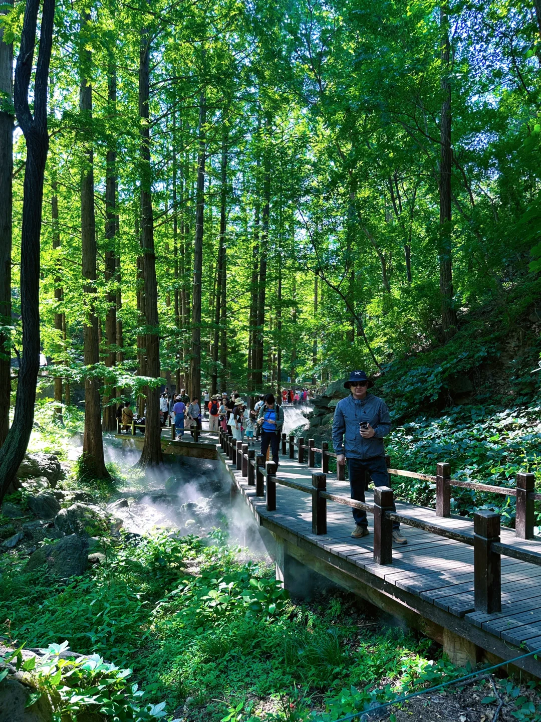 误入仙境，天然氧吧，迷雾森林 🌳🌲🐿️