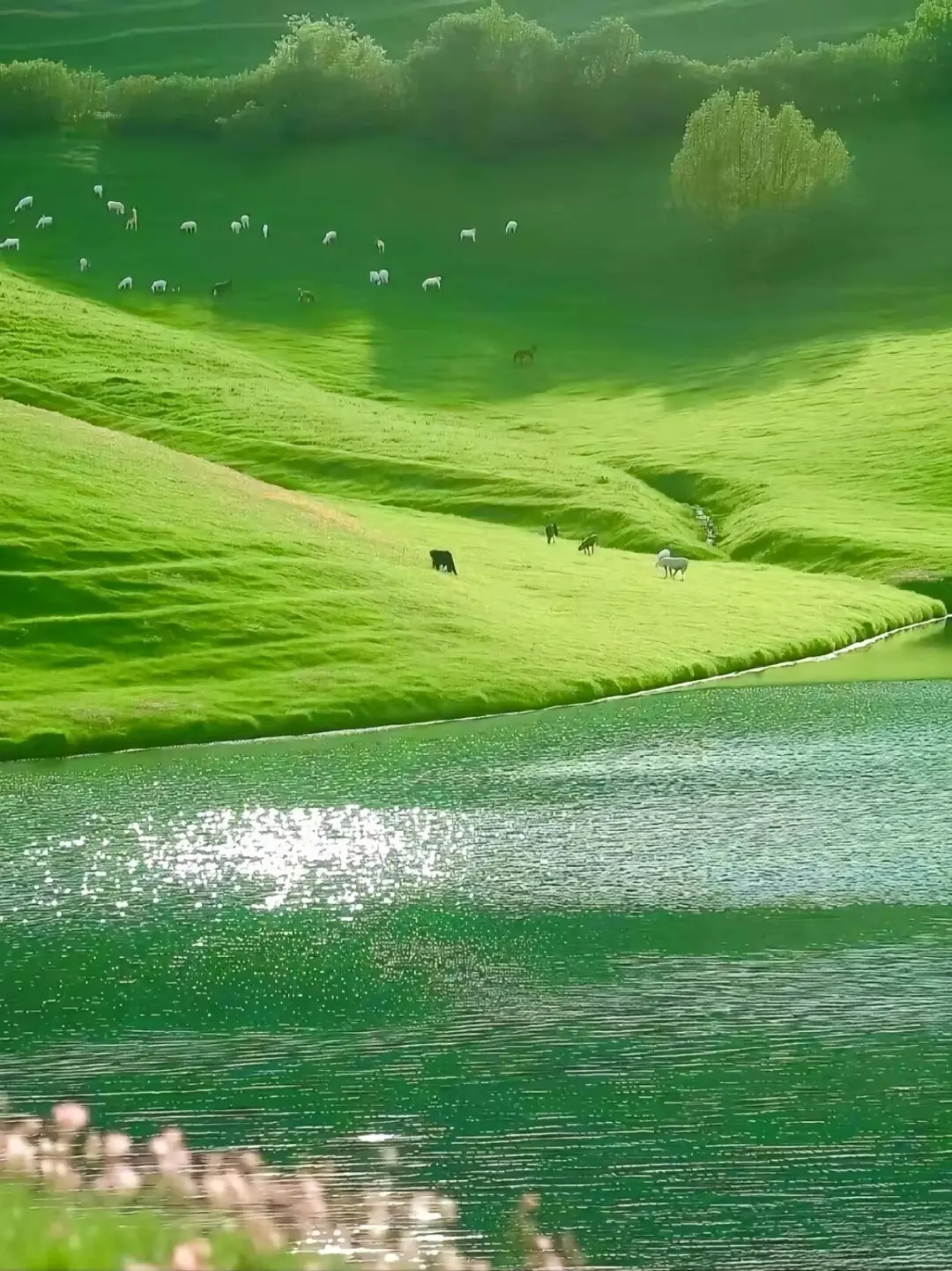 内蒙古的夏天，是一场盛大的浪漫🌷