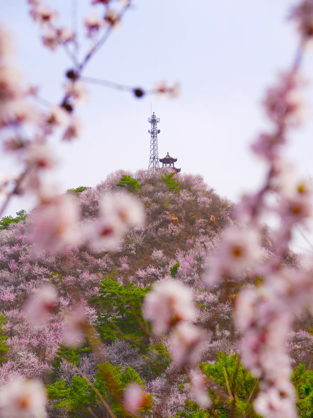 超小众！老少皆宜的无人登山步道美呆了😳！