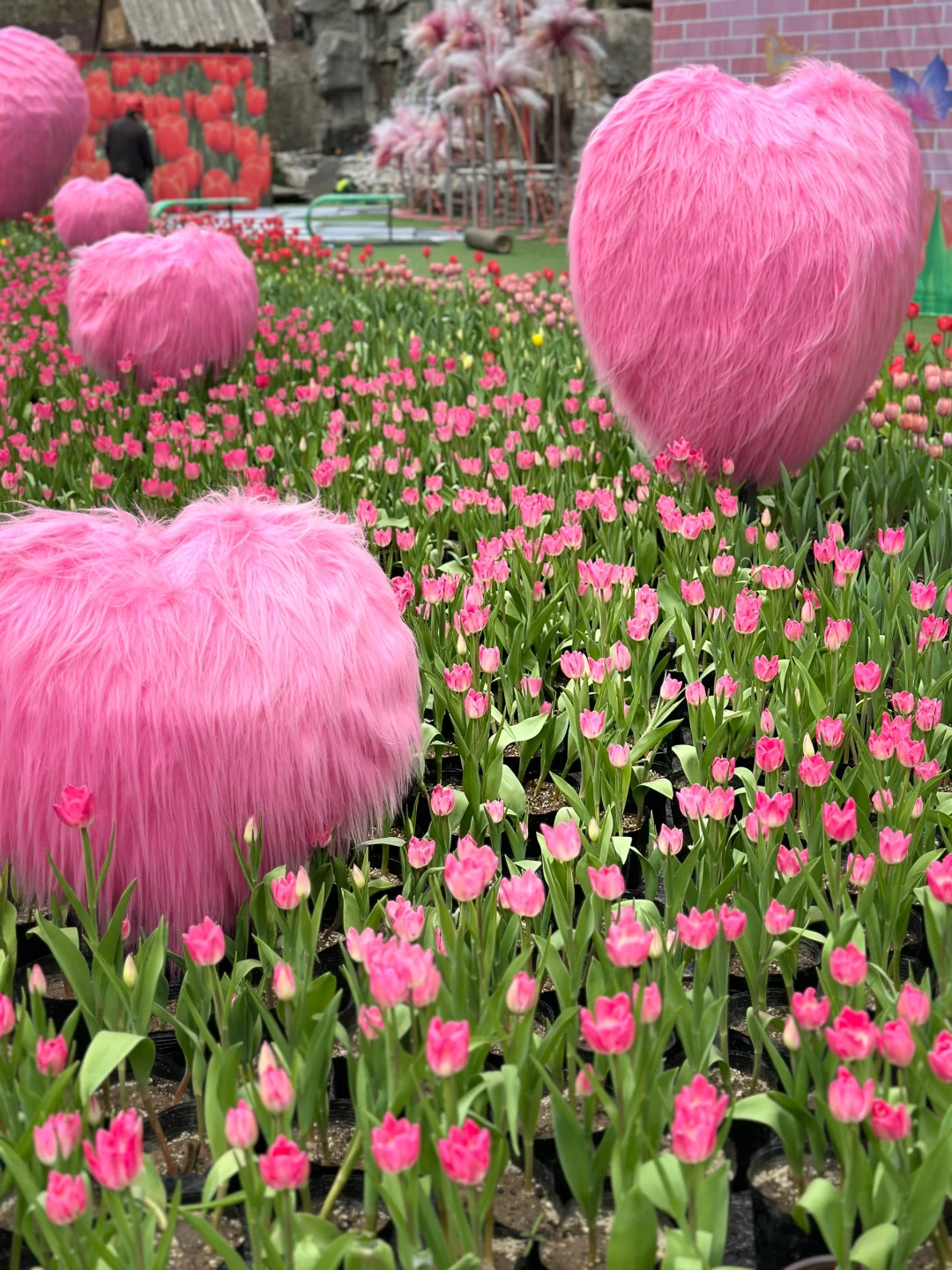 🌷在莫奈花园里