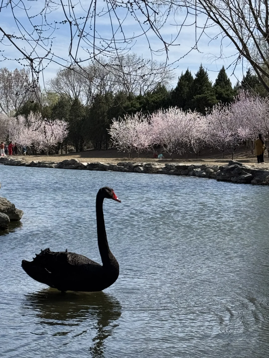 拒绝市区人挤人🌸圆明园的锦鲤桃花溪太香了