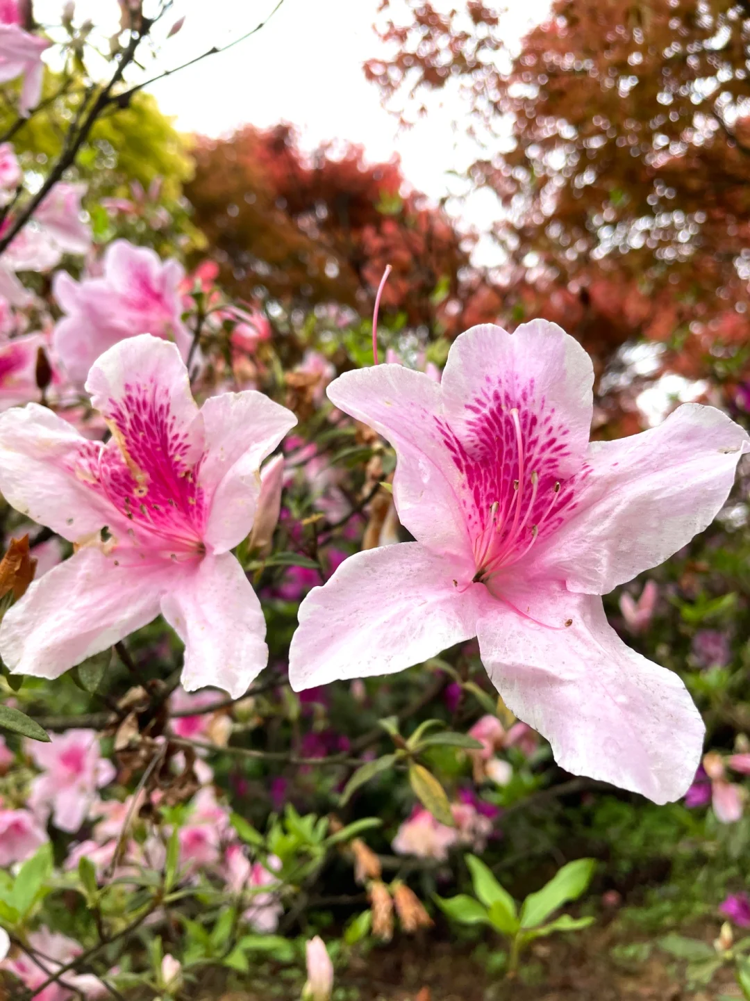 重庆，强烈推荐这个小众地方！油画彩林美绝了