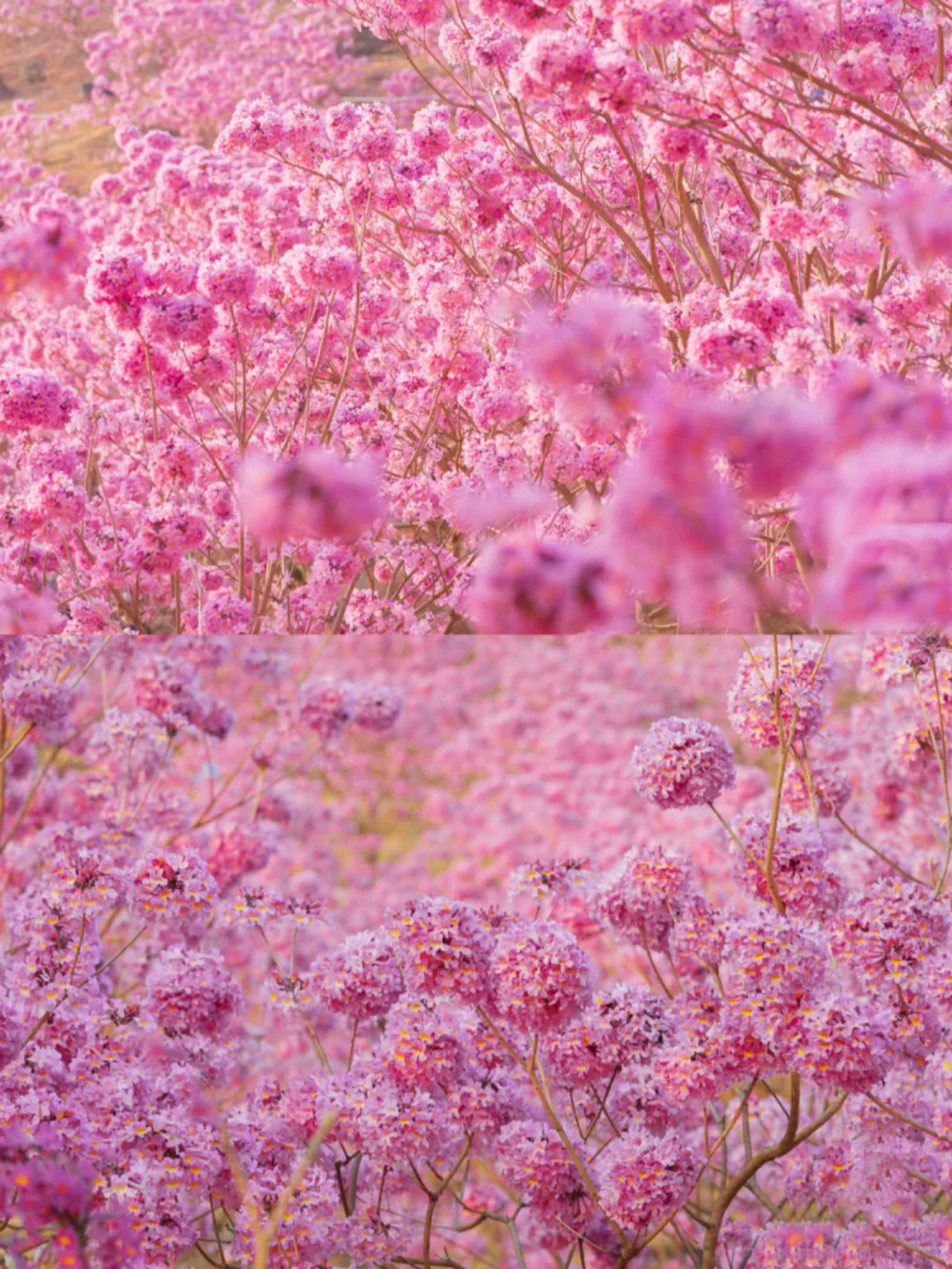 600亩紫花风铃盛开了🌸走进动漫里的花海