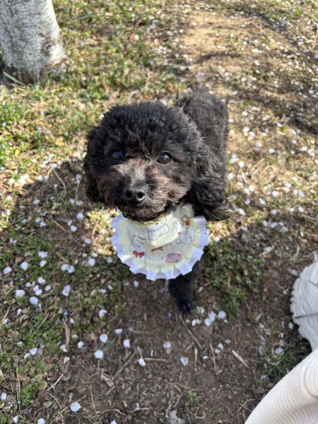 在正定 周四 一个人独享一整片河边春色