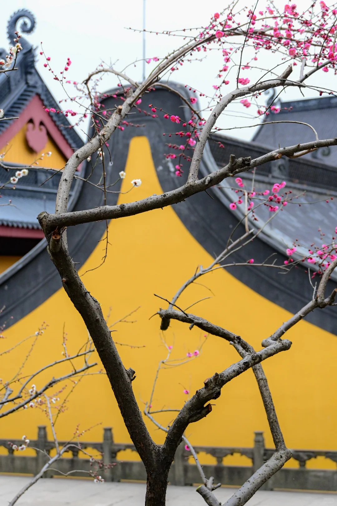 去杭州灵隐寺，赴一场春的邀约🌸