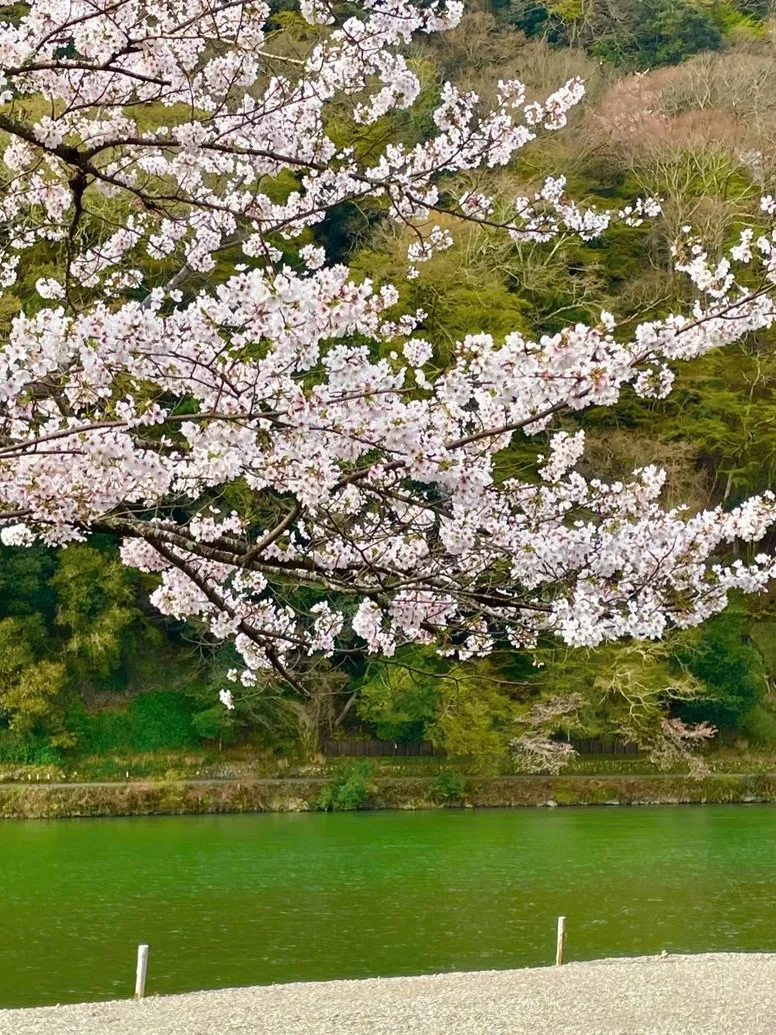 京都岚山｜赏樱当然要来这里啦