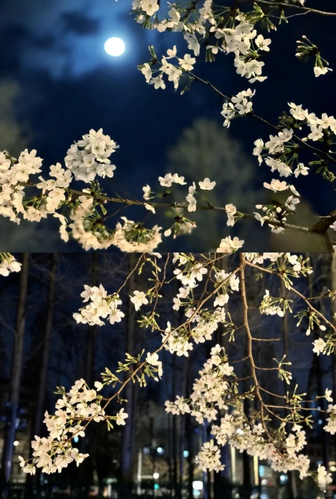 总要去趟南京吧!赴一场金陵之约🏮