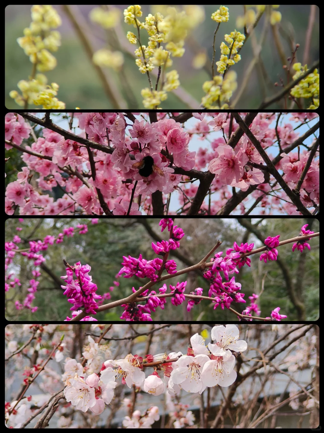 上海出发特种兵一日游之上春山👣