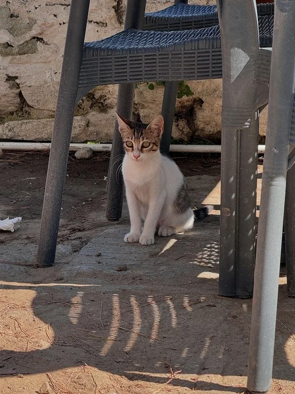 一个人去土耳其回来了,我的建议是跟团去!