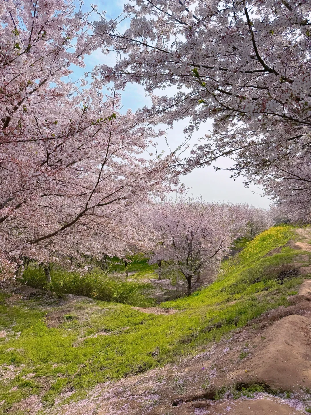 接下来的郑州将是一片樱花海🌸