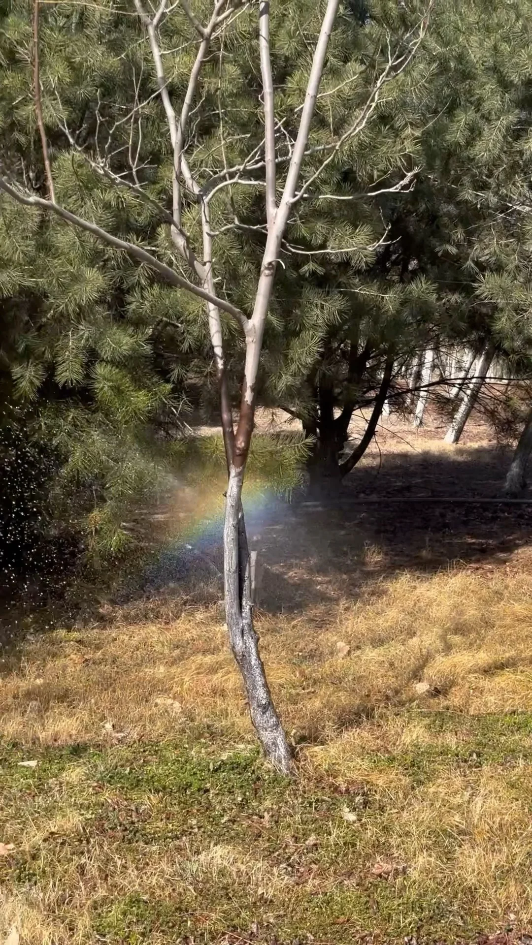 在正定 周四 一个人独享一整片河边春色