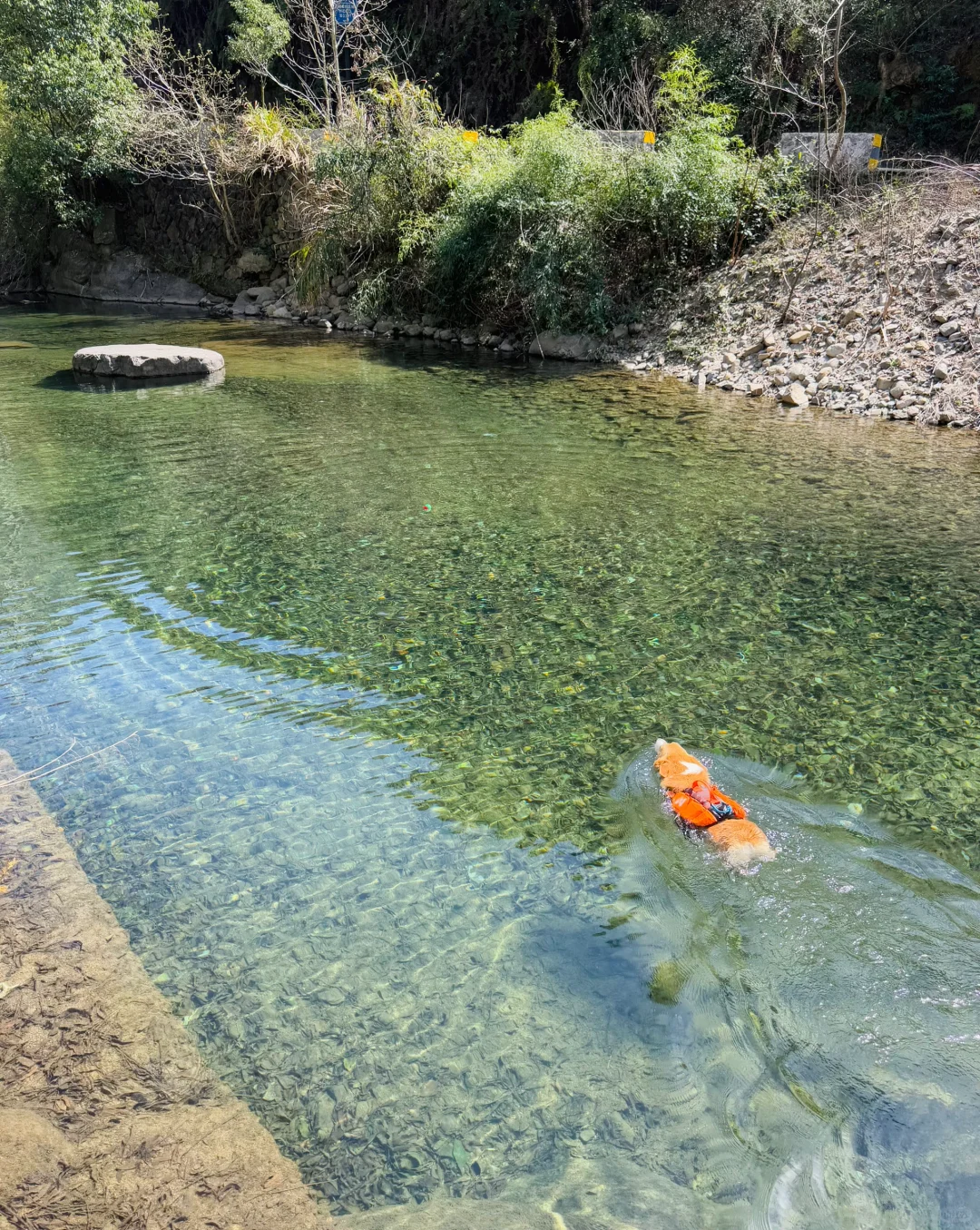 桐庐遛狗 | 芦梅线玩水