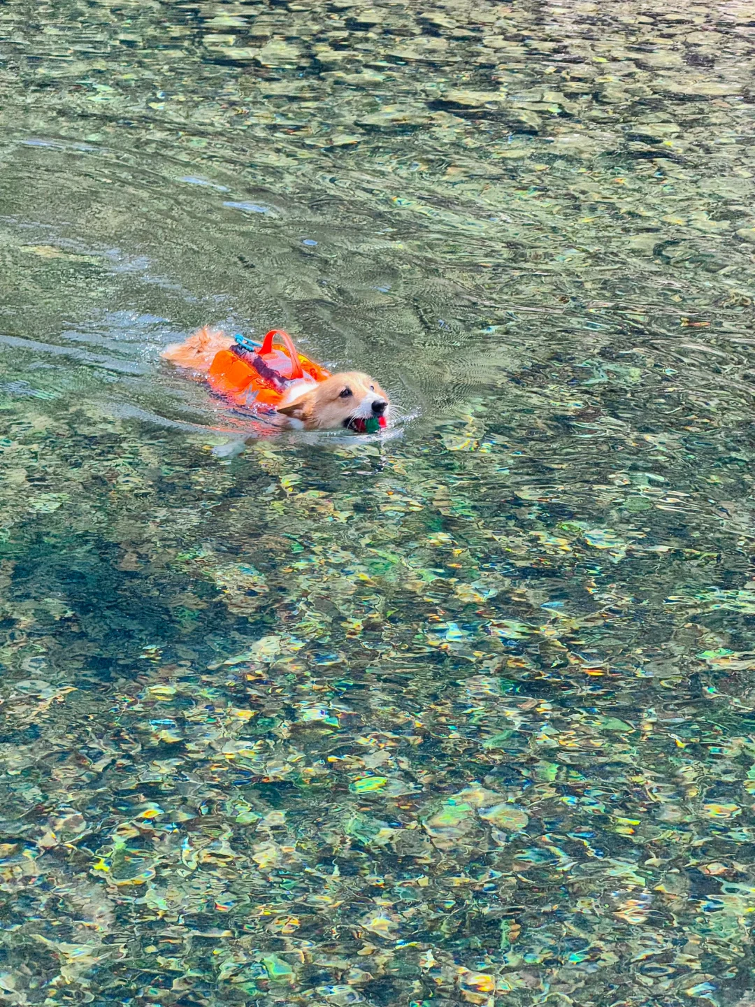 桐庐遛狗 | 芦梅线玩水