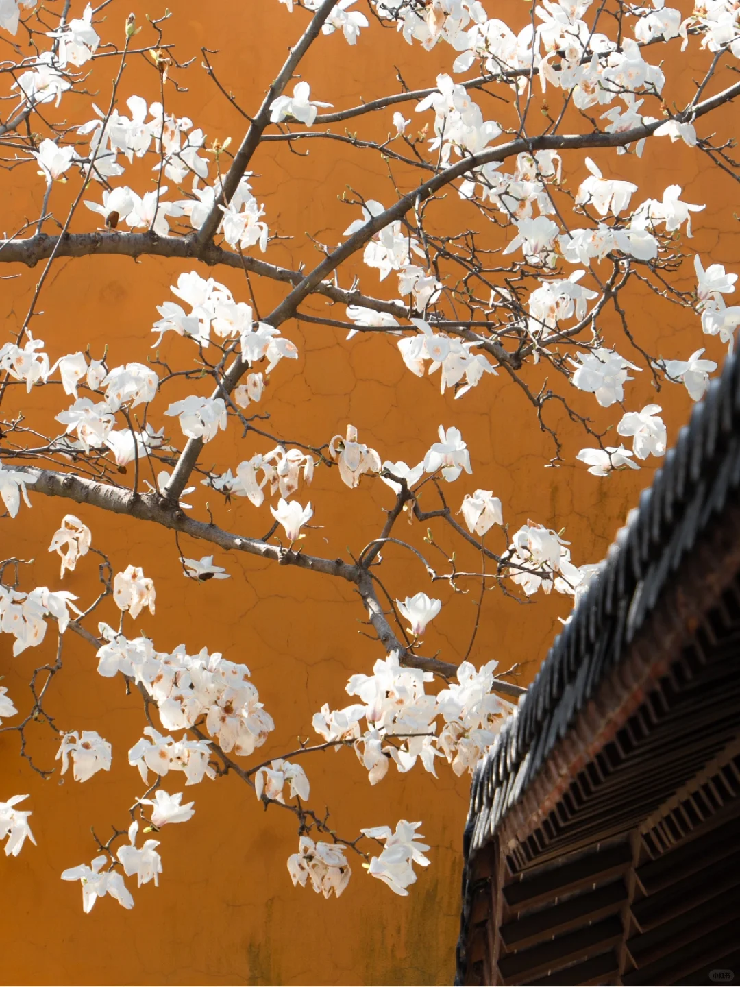 为了这扇窗景,我特地飞了一趟南京来值得吗?