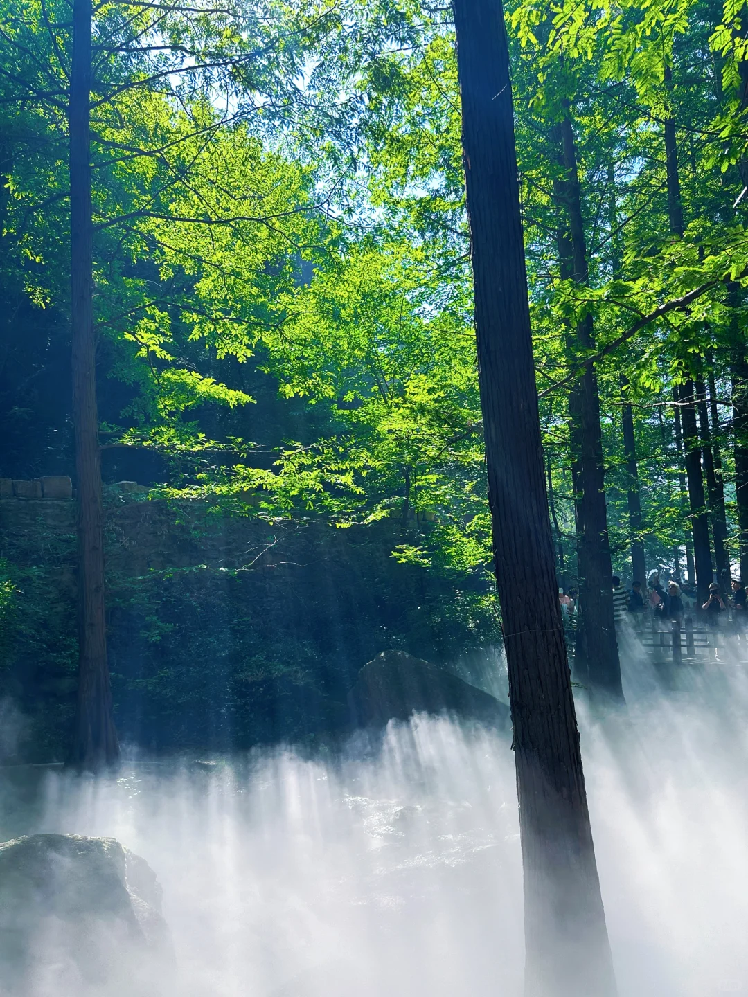 误入仙境，天然氧吧，迷雾森林 🌳🌲🐿️