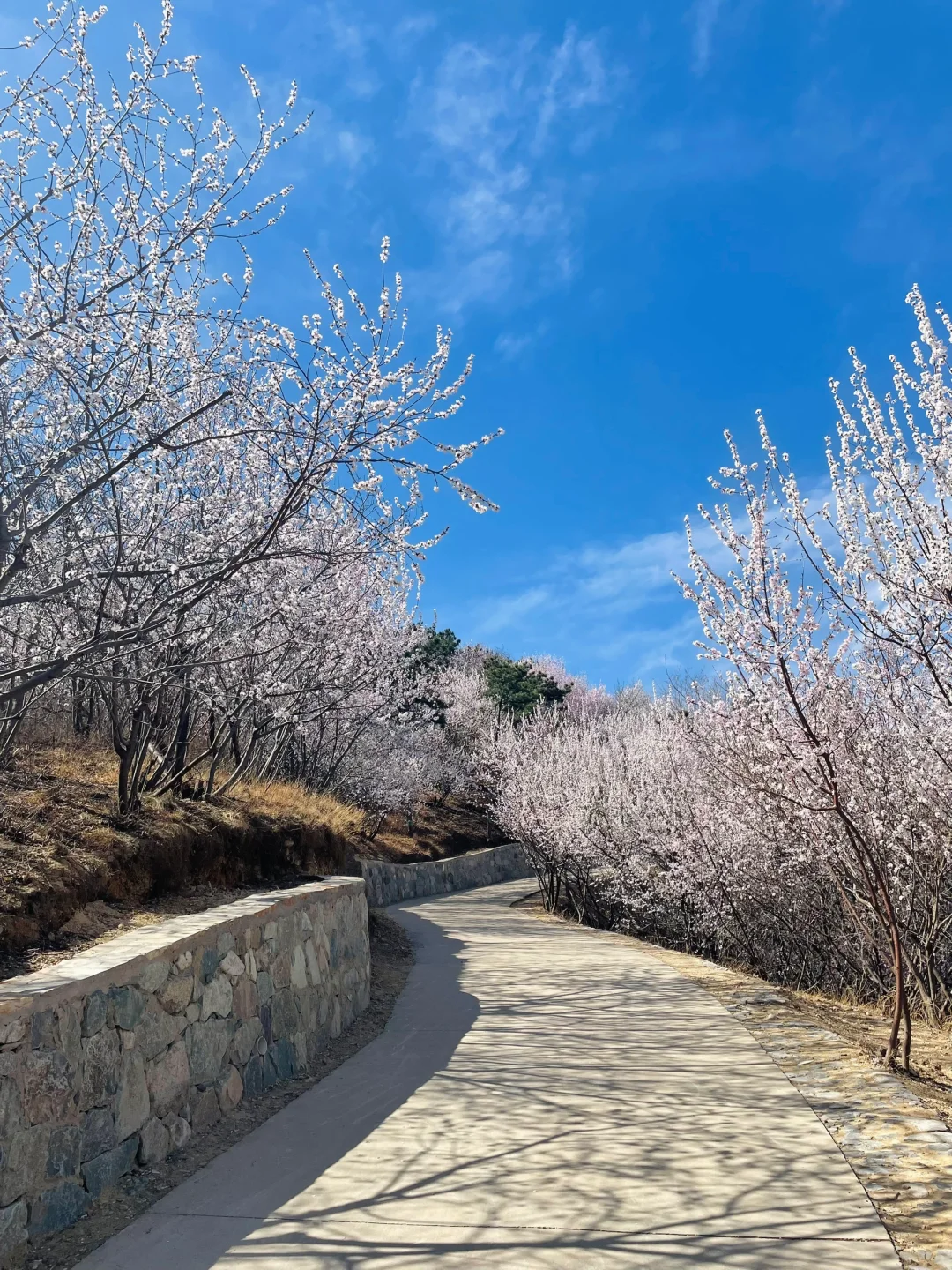 3.21百望山实况🌸 附4条赏花路线✅