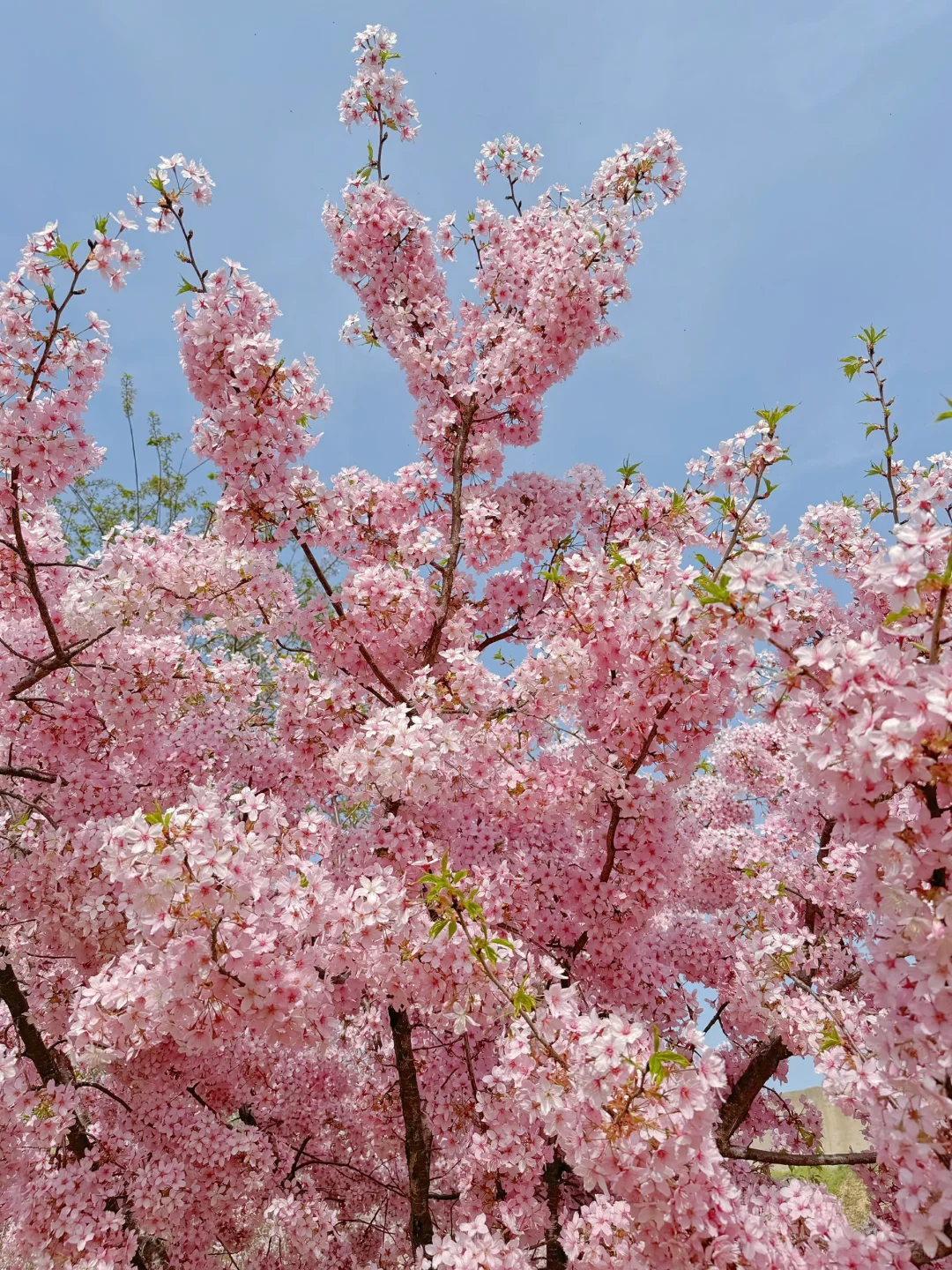 接下来的郑州将是一片樱花海🌸