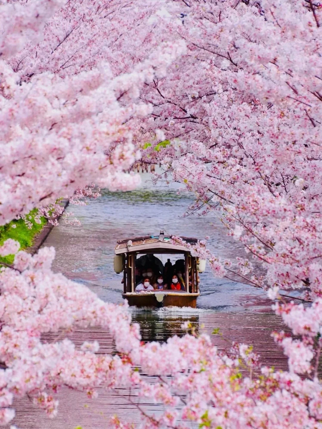 不是日本！就在武汉！这条赏樱路线赶快收好🌸