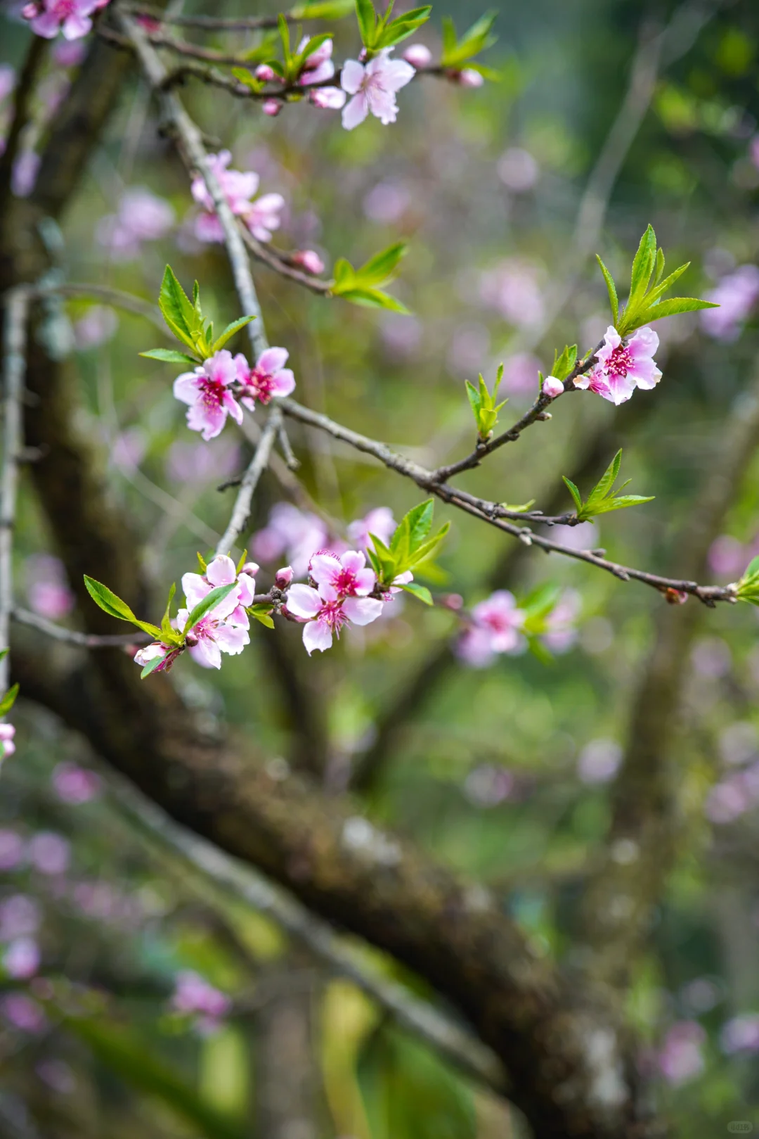 📍贵州兴义万峰林 当一次精神村民