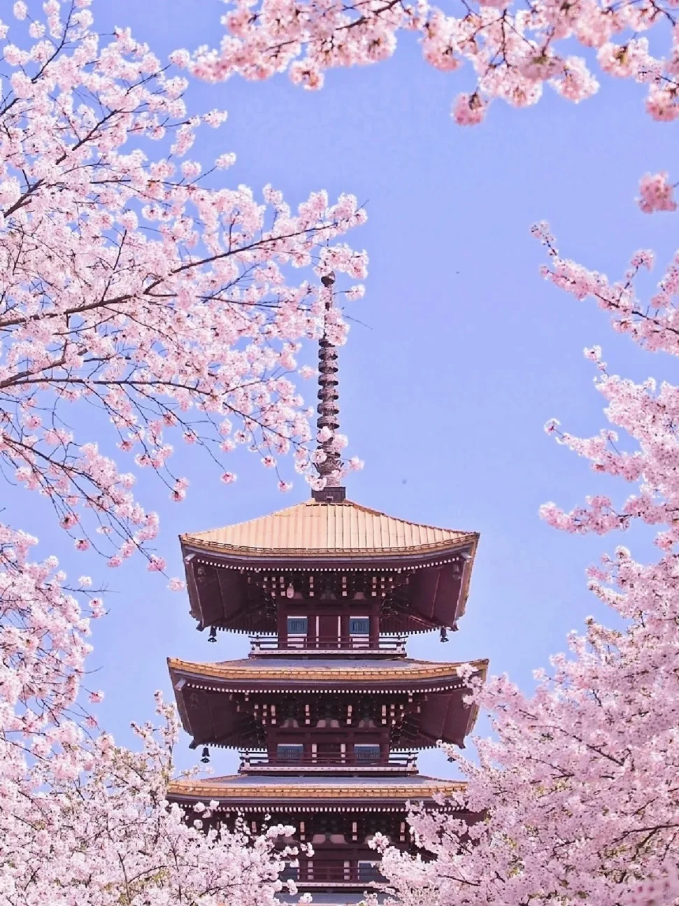 不是日本！就在武汉！这条赏樱路线赶快收好🌸