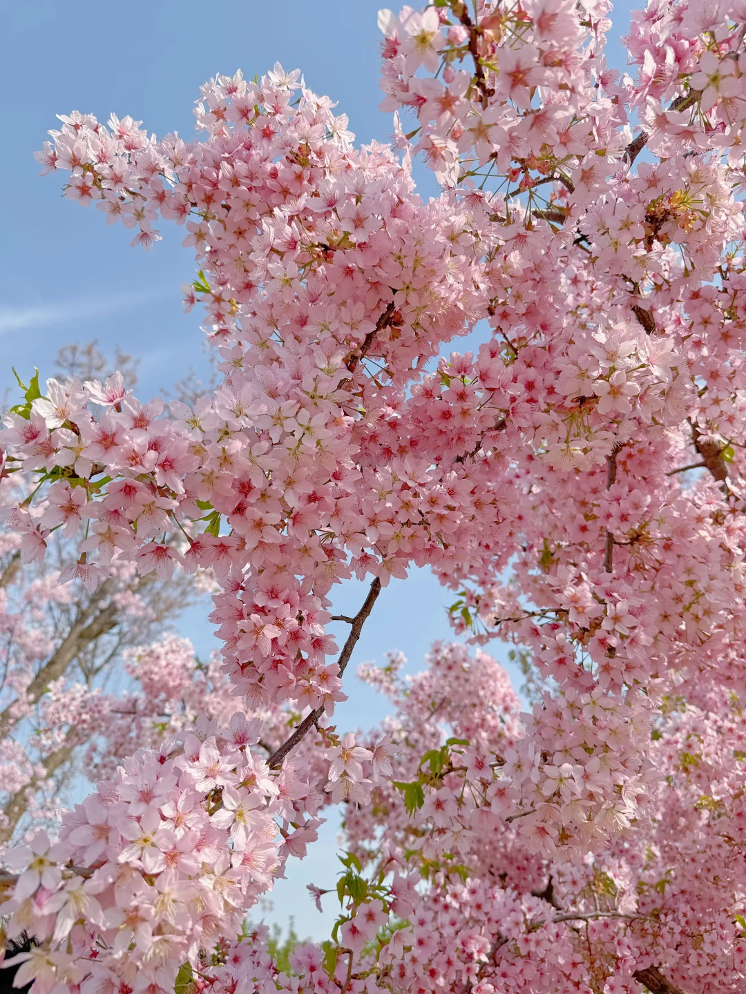 接下来的郑州将是一片樱花海🌸