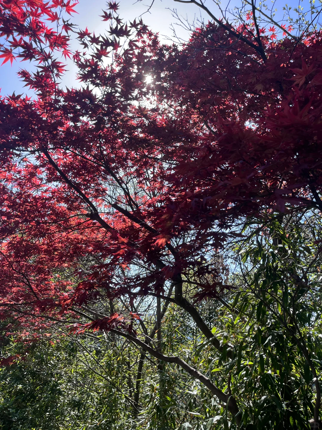 3.30 | 苏州小众踏春赏花景点‼️🤩